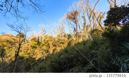 小網代の森の冬 小網代の森の冬 135779910