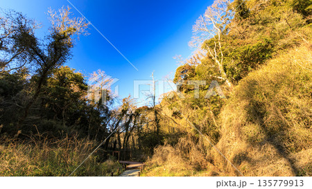 小網代の森の冬 135779913