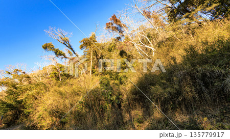 小網代の森の冬 135779917