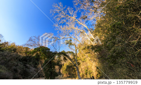 小網代の森の冬 小網代の森の冬 135779919