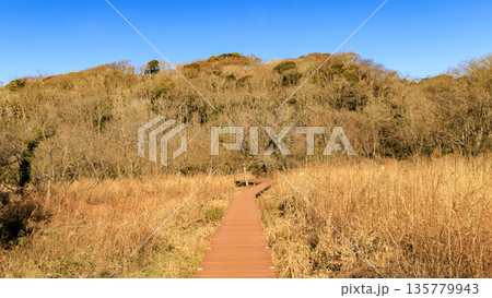 小網代の森の冬 小網代の森の冬 135779943