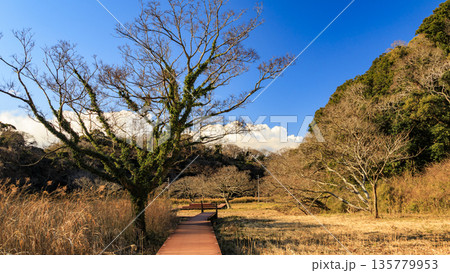 小網代の森の冬 小網代の森の冬 135779953