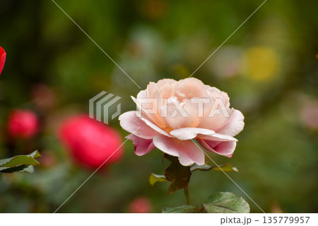 淡いピンクの秋のバラ 淡いピンクの秋のバラ 135779957