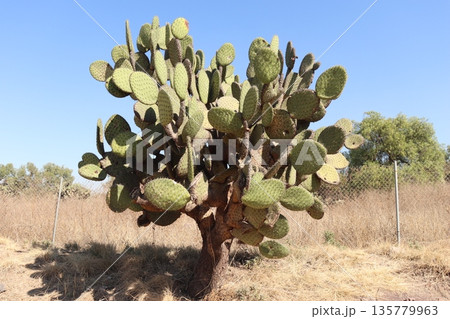 メキシコのサボテンの木 メキシコのサボテンの木 135779963