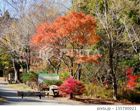 紅葉の公園の風景 紅葉の公園の風景 135780021