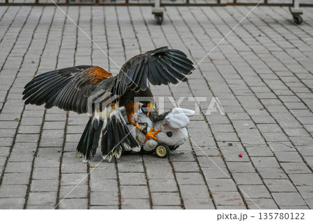 ハリスホーク 135780122