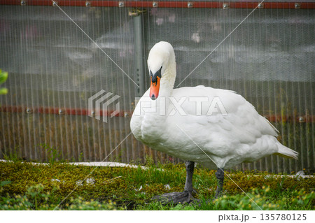 コブハクチョウ 135780125