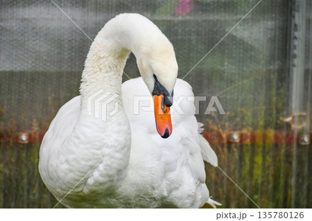 コブハクチョウ 135780126