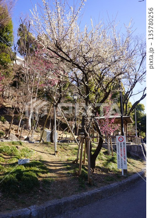 東京都文京区関口二丁目の江戸川公園の梅の風景 東京都文京区関口二丁目の江戸川公園の梅の風景 135780256