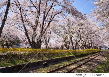 秋田県鹿角郡鹿角郡　小坂鉄道の線路沿い桜並木 135780449