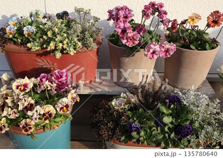 花台に置かれた花の寄せ植え＆寄せ鉢 135780640