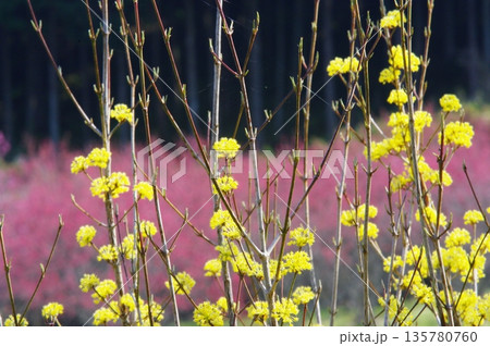 愛知県新城市の野山では、春になると梅の花がさこ誇ります。 愛知県新城市の野山では、春になると梅の花がさこ誇ります。 135780760
