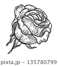 Vintage rose black and white sketch. Realistic hand drawn vector illustration with outline texture. Perfect for graphic line art card design. Ideal for floral decor and nostalgic botanical artwork. 135780799