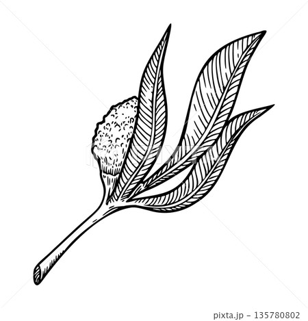 Willow blossom twig in a vintage Easter theme. Realistic hand drawn vector illustration with soft texture. Perfect for black and white card design. Ideal for festive decor and nature inspired art. 135780802