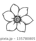 Black and white jasmine flower top view. Vintage Easter theme sketch. Realistic hand drawn vector illustration. Perfect for outline card design. Ideal for festive decor and spring holiday decoration. 135780805