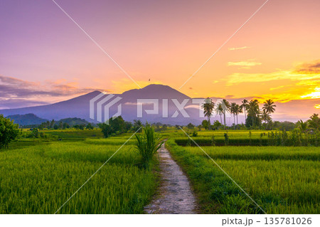 Beautiful morning view indonesia Panorama Landscape paddy fields with beauty color and sky natural light Beautiful morning view indonesia Panorama Landscape paddy fields with beauty color and sky natural light 135781026