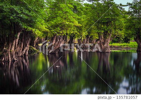 Beautiful morning view indonesia Panorama Landscape paddy fields with beauty color and sky natural light 135781057