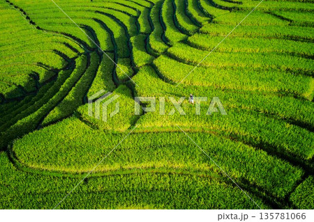 Beautiful morning view indonesia Panorama Landscape paddy fields with beauty color and sky natural light Beautiful morning view indonesia Panorama Landscape paddy fields with beauty color and sky natural light 135781066