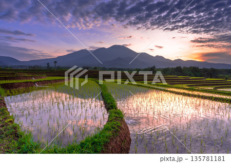 Indonesia's extraordinary natural scenery. sunny morning sunrise view in the rice fields Indonesia's extraordinary natural scenery. sunny morning sunrise view in the rice fields 135781181