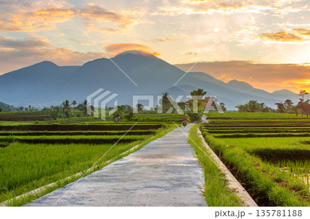 rice field with sunset 135781188