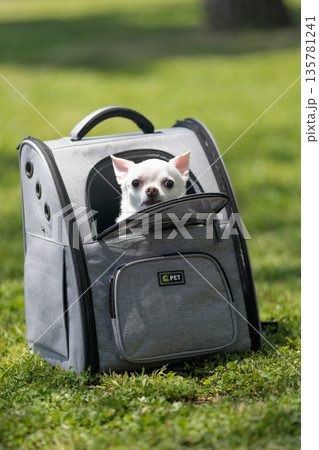 ペットキャリーに入った小型犬｜晴れた日の屋外で過ごす時間 135781241