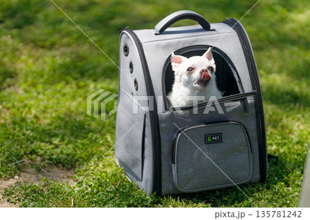 ペットキャリーに入った小型犬｜晴れた日の屋外で過ごす時間 135781242
