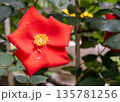 鮮やかな赤色のシンプルなバラの花 135781256