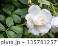 雨上がりの白いバラと濡れた葉のクローズアップ 135781257