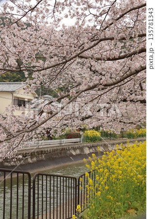 琵琶湖疏水と桜と菜の花【京都市山科区】 琵琶湖疏水と桜と菜の花【京都市山科区】 135781343