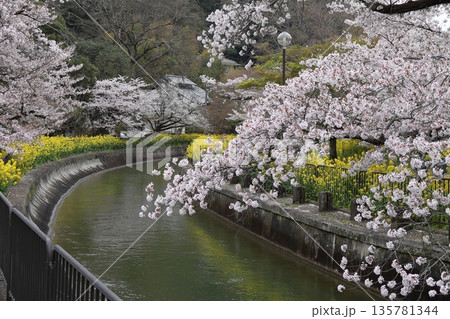 琵琶湖疏水と桜と菜の花【京都市山科区】 琵琶湖疏水と桜と菜の花【京都市山科区】 135781344