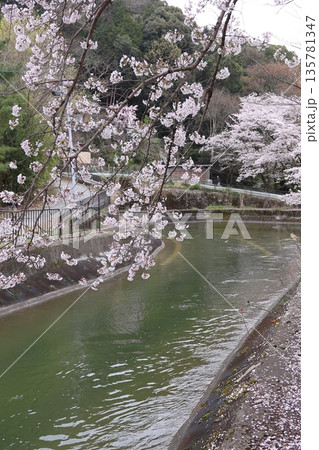 琵琶湖疏水と桜【京都市山科区】 琵琶湖疏水と桜【京都市山科区】 135781347