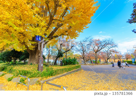 東京　台東区 上野公園　不忍池の紅葉 135781366