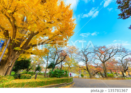 東京 台東区 上野公園 不忍池の紅葉 東京 台東区 上野公園 不忍池の紅葉 135781367