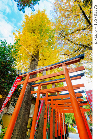 東京 台東区 上野恩賜公園の紅葉 東京 台東区 上野恩賜公園の紅葉 135781375