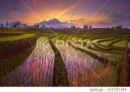 The view when the morning sun is beautiful over the mountains and green rice fields in the village of Kemumu, Indonesia 135781388