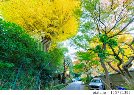 東京　台東区　上野恩賜公園の紅葉 135781395