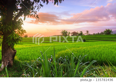 the view of the morning sunrise in the village of Kemumu, with the sky turning red over the mountain ranges and green rice fields the view of the morning sunrise in the village of Kemumu, with the sky turning red over the mountain ranges and green rice fields 135781436
