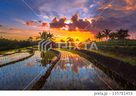 the view of the morning sunrise in the village of Kemumu, with the sky turning red over the mountain ranges and green rice fields the view of the morning sunrise in the village of Kemumu, with the sky turning red over the mountain ranges and green rice fields 135781453