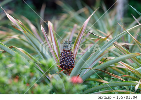 成長途中の小さなパイナップル｜南国植物の自然な姿 135781504