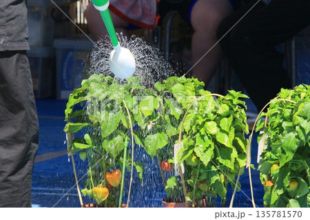 ほおずきへの水やり 135781570