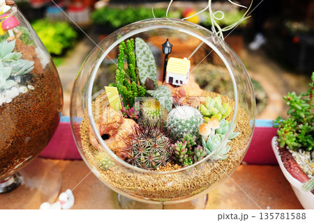 Decorate garden with cactus and succulents with cute models in clear round glass pot in garden Decorate garden with cactus and succulents with cute models in clear round glass pot in garden 135781588