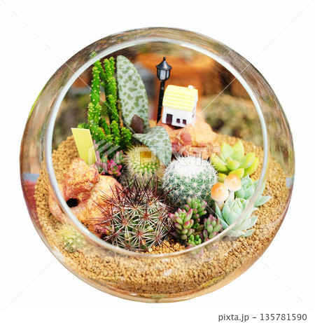 Decorate garden with cactus and succulents with cute models in clear round glass pot isolated white background with clipping path Decorate garden with cactus and succulents with cute models in clear round glass pot isolated white background with clipping path 135781590