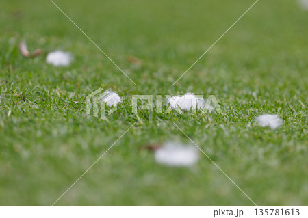 芝生に落ちたトックリキワタの綿｜植物園で見つけた自然素材 135781613