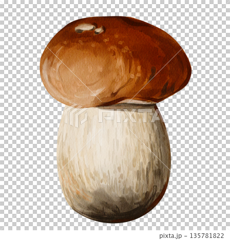 White forest mushroom. Brown cap. Thick white stem. Botanical illustration. Hand-drawn. Watercolor illustration without background. High quality illustration White forest mushroom. Brown cap. Thick white stem. Botanical illustration. Hand-drawn. Watercolor illustration without background. High quality illustration 135781822