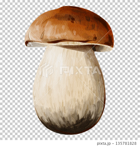 White forest mushroom. Brown cap. Thick white stem. Botanical illustration. Hand-drawn. Watercolor illustration without background. High quality illustration White forest mushroom. Brown cap. Thick white stem. Botanical illustration. Hand-drawn. Watercolor illustration without background. High quality illustration 135781828