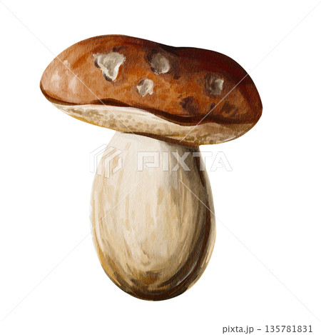 White forest mushroom. Brown cap. Thick white stem. Botanical illustration. Hand-drawn. Watercolor illustration without background. High quality illustration White forest mushroom. Brown cap. Thick white stem. Botanical illustration. Hand-drawn. Watercolor illustration without background. High quality illustration 135781831