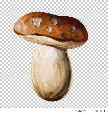 White forest mushroom. Brown cap. Thick white stem. Botanical illustration. Hand-drawn. Watercolor illustration without background. High quality illustration White forest mushroom. Brown cap. Thick white stem. Botanical illustration. Hand-drawn. Watercolor illustration without background. High quality illustration 135781831