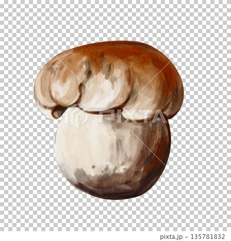 small forest mushroom . Brown cap. Thick white stem. Botanical illustration. Hand-drawn. Watercolor illustration without background. High quality illustration 135781832