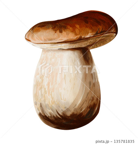 White forest mushroom. Brown cap. Thick white stem. Botanical illustration. Hand-drawn. Watercolor illustration without background. High quality illustration White forest mushroom. Brown cap. Thick white stem. Botanical illustration. Hand-drawn. Watercolor illustration without background. High quality illustration 135781835