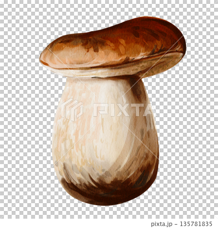 White forest mushroom. Brown cap. Thick white stem. Botanical illustration. Hand-drawn. Watercolor illustration without background. High quality illustration 135781835